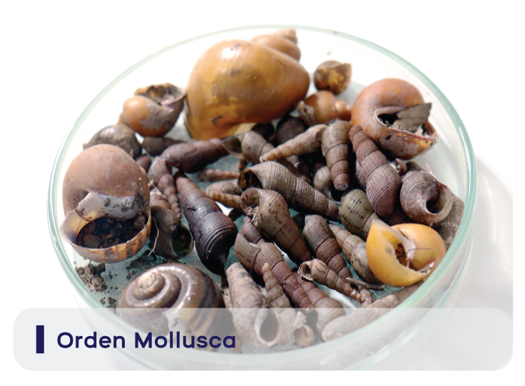 Orden Mollusca