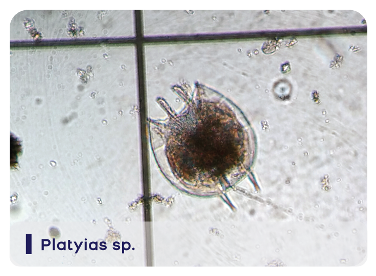 Platyias sp