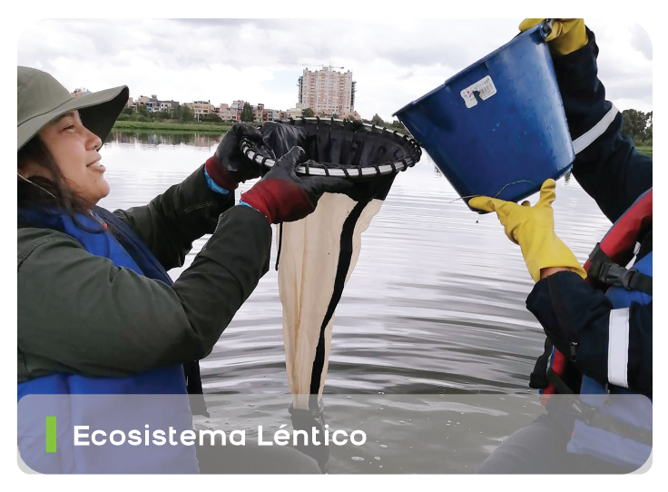 Ecosistema Léntico